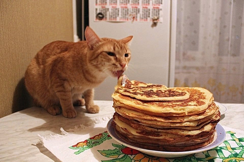 Масленица смешные картинки