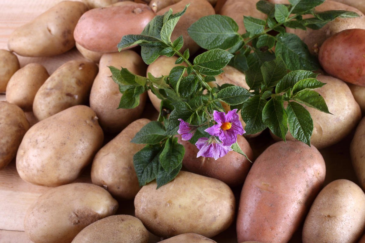 Сорт картофеля ариэль фото. Картофель. Картофель растение. Цветущая картошка. Картофель цветет.