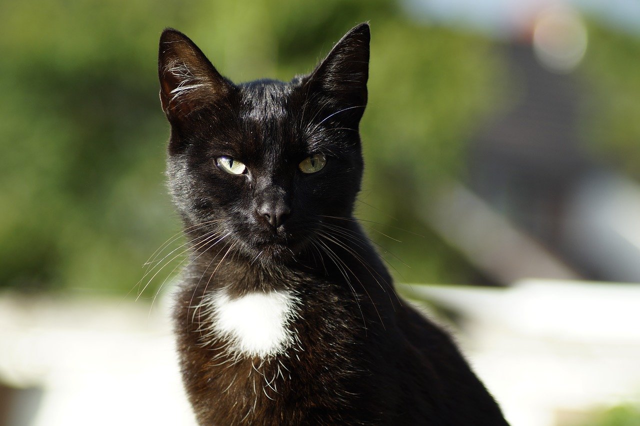 Бомбейская кошка с белой грудкой и лапками