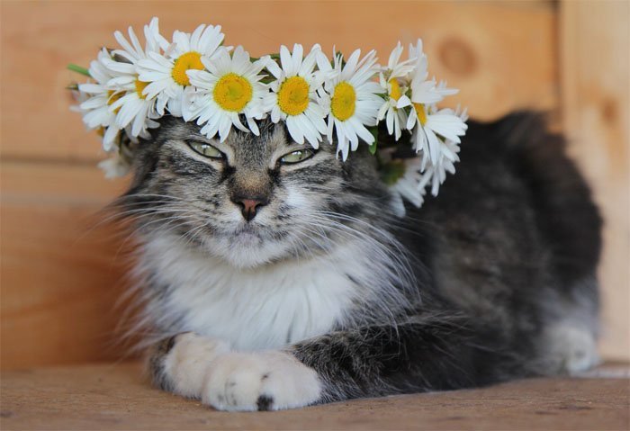 Кот с ромашкой картина