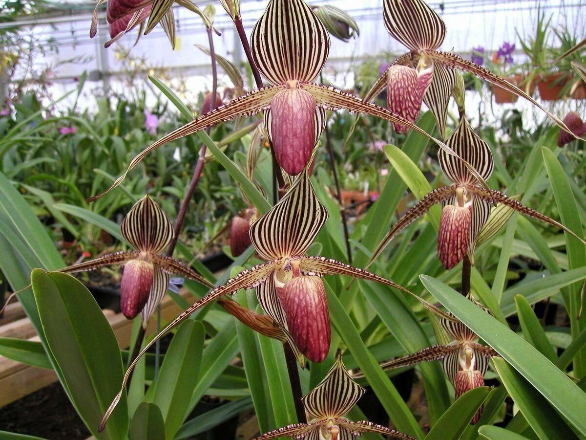 Орхидея Ротшильда Paphiopedilum