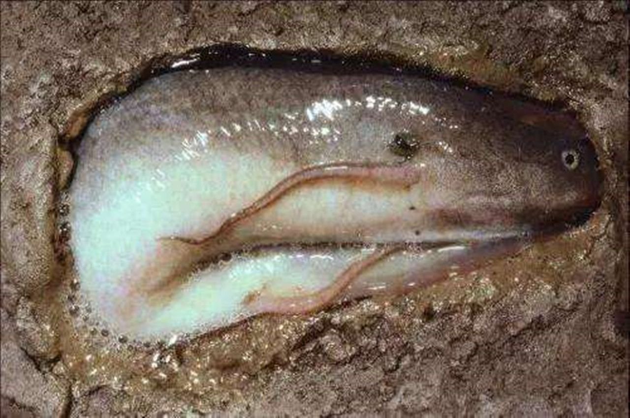 Рыба живет под землей. Бурый протоптер. Двоякодышащие рыбы протоптеры. Бурый протоптер (Protopterus annectens).