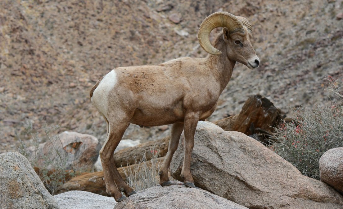 Снежный баран. Толсторогий баран. Пустынный толсторог. Ovis canadensis. Козёл в пустыне.