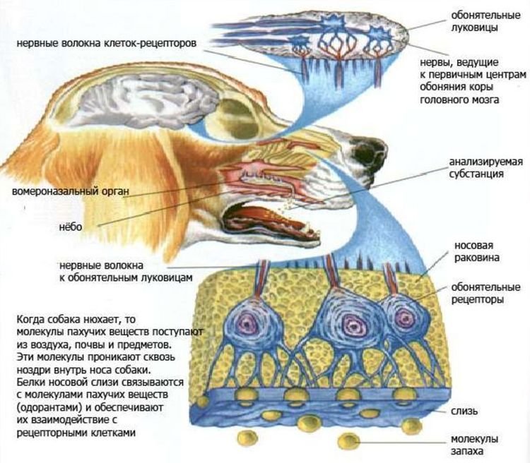 Органы обоняния у млекопитающих. Обонятельный анализатор нос. Строение обонятельного анализатора собак. Обонятельный анализатор анатомия. Обонятельный анализатор анатомия животных.