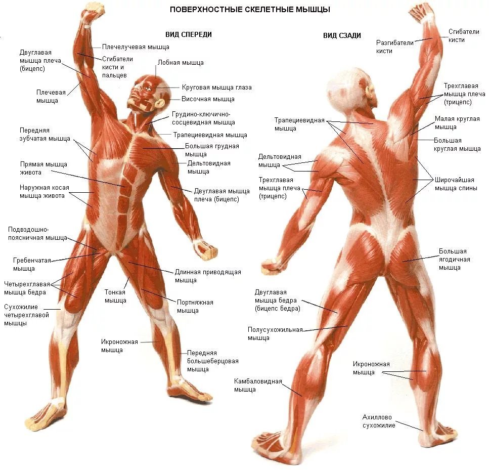Анатомия мышц человека с описанием