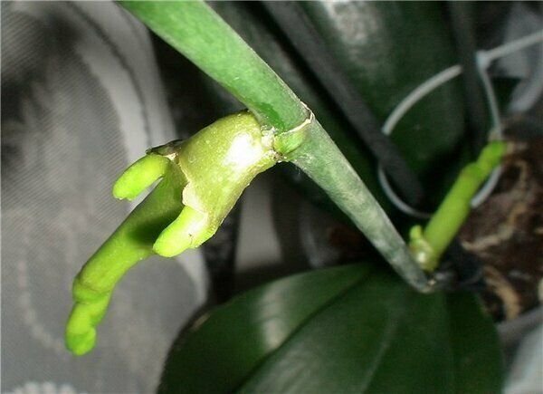 Спящая почка у орхидеи фото