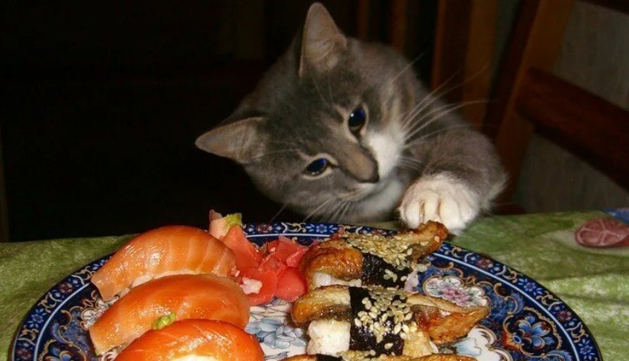 Кот грузится мем. Включи такой кота. Кот грузится мем. Котик бубу больница. Включи такой кота.