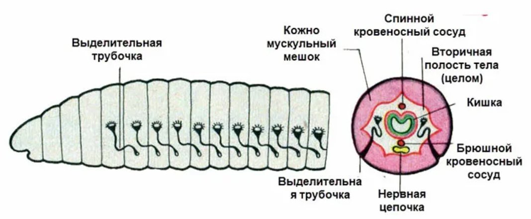 Органы выделительной системы червя. Выделительная система кольчатого червя схема. Выделительная система дождевого червя схема. Кольчатые черви система выделения. Выделительная схема кольчатых червей.