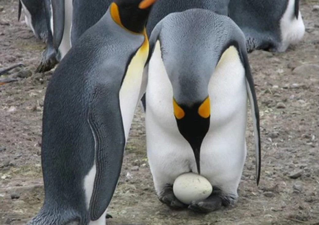 Животные без яиц. Пингвин высиживает яйцо. Императорский Пингвин высиживает яйцо. Королевский Пингвин высиживает яйца. Императорский Пингвин высиживание.