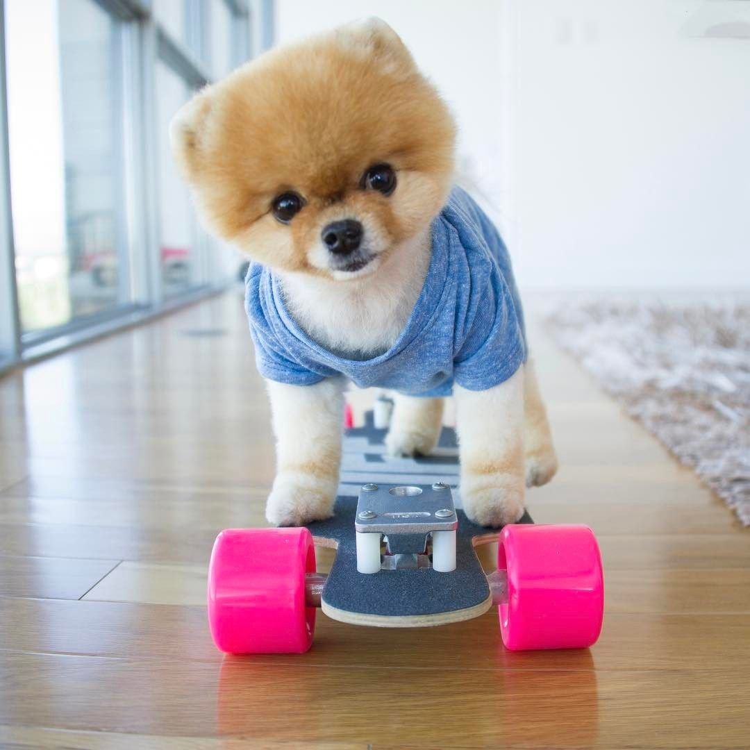 Померанский шпиц jiffpom