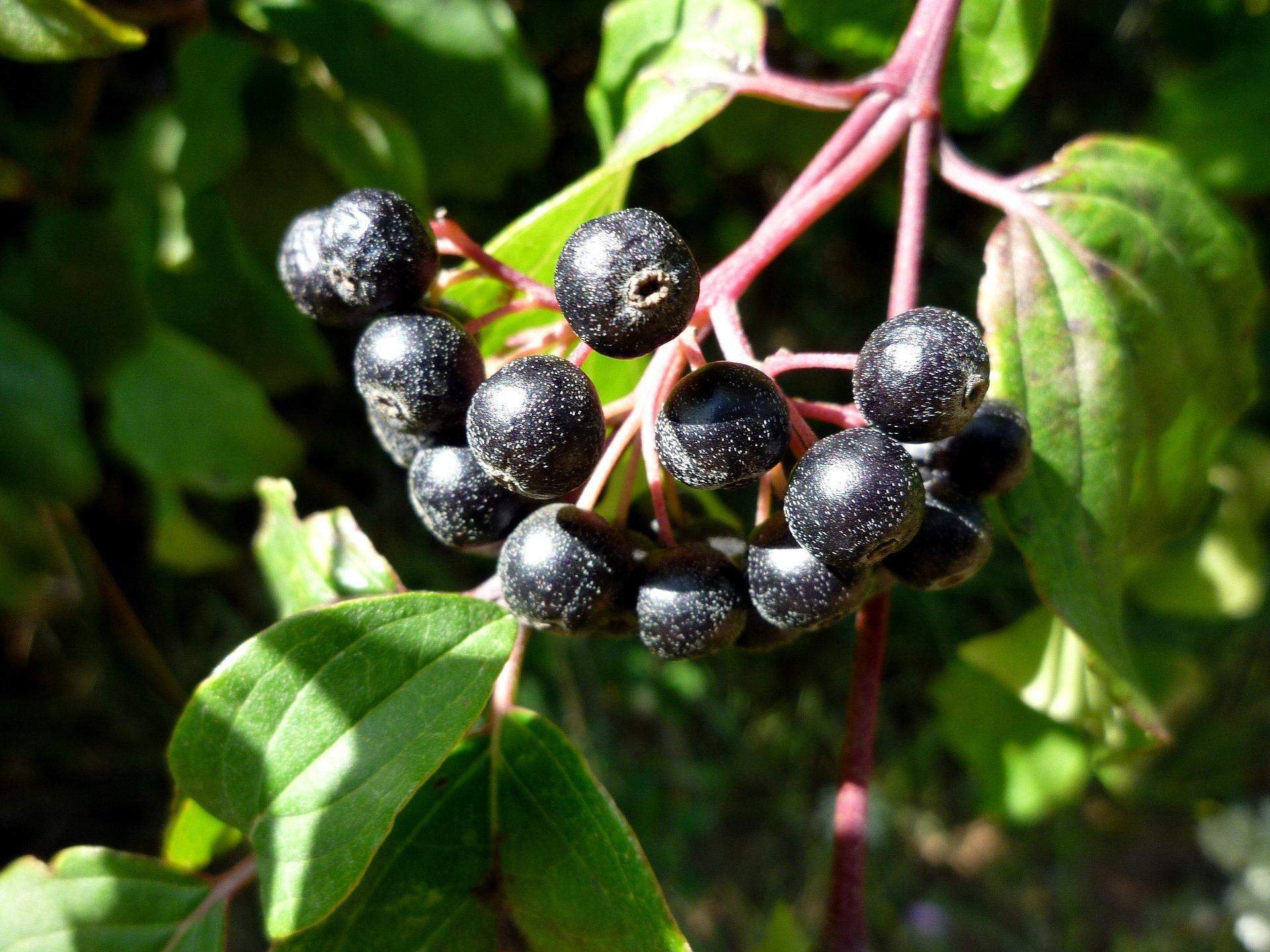 Cornus sanguinea