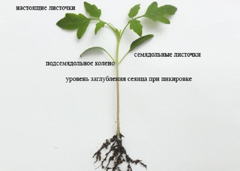 Можно ли заглублять рассаду перца. Схема пикировки рассады томата. Что такое пикировка рассады помидоров. Правильная пикировка рассады томатов. Рассада помидор семядольные листья.