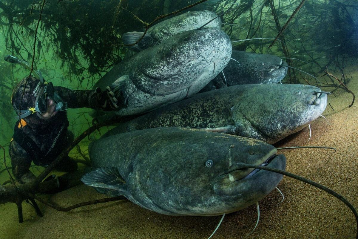 Сом сегодня. Catfish Family рыба. Трёхметровый сом. Рыба оливковый сомик. Сколько живут сомы.