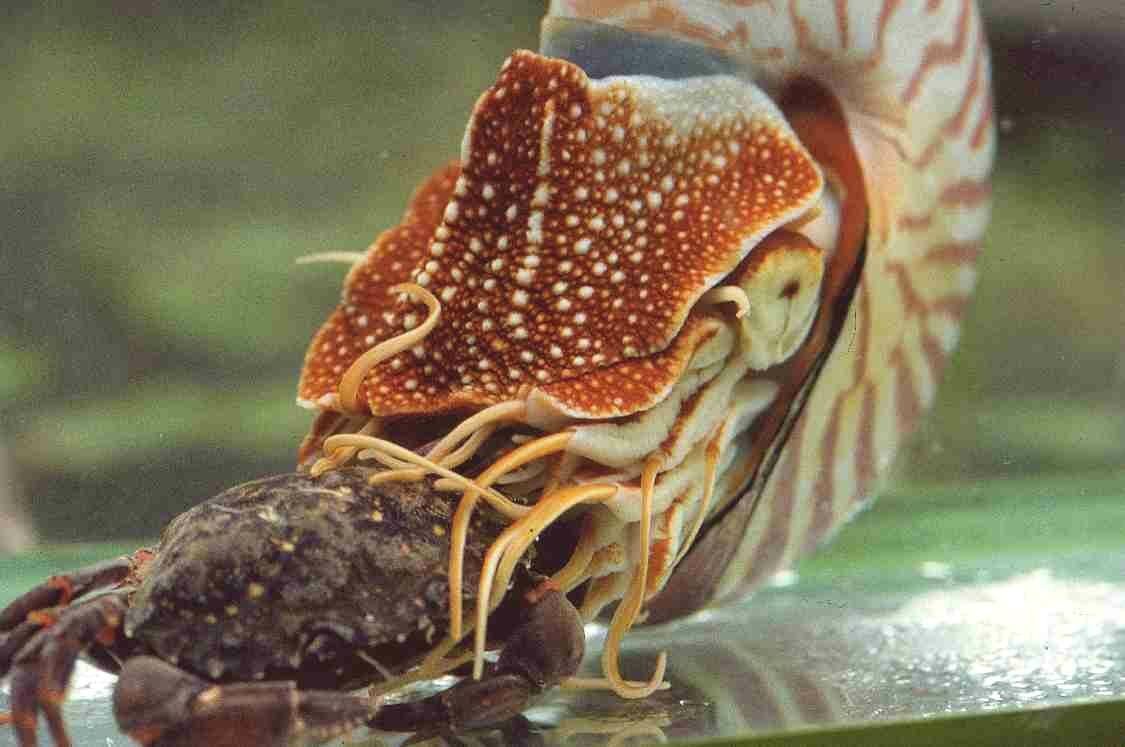 Питание моллюсков. Наутилус моллюск. Наутилус Помпилиус моллюск. Наутилус Помпилиус Молл. Наутилус ракообразное.