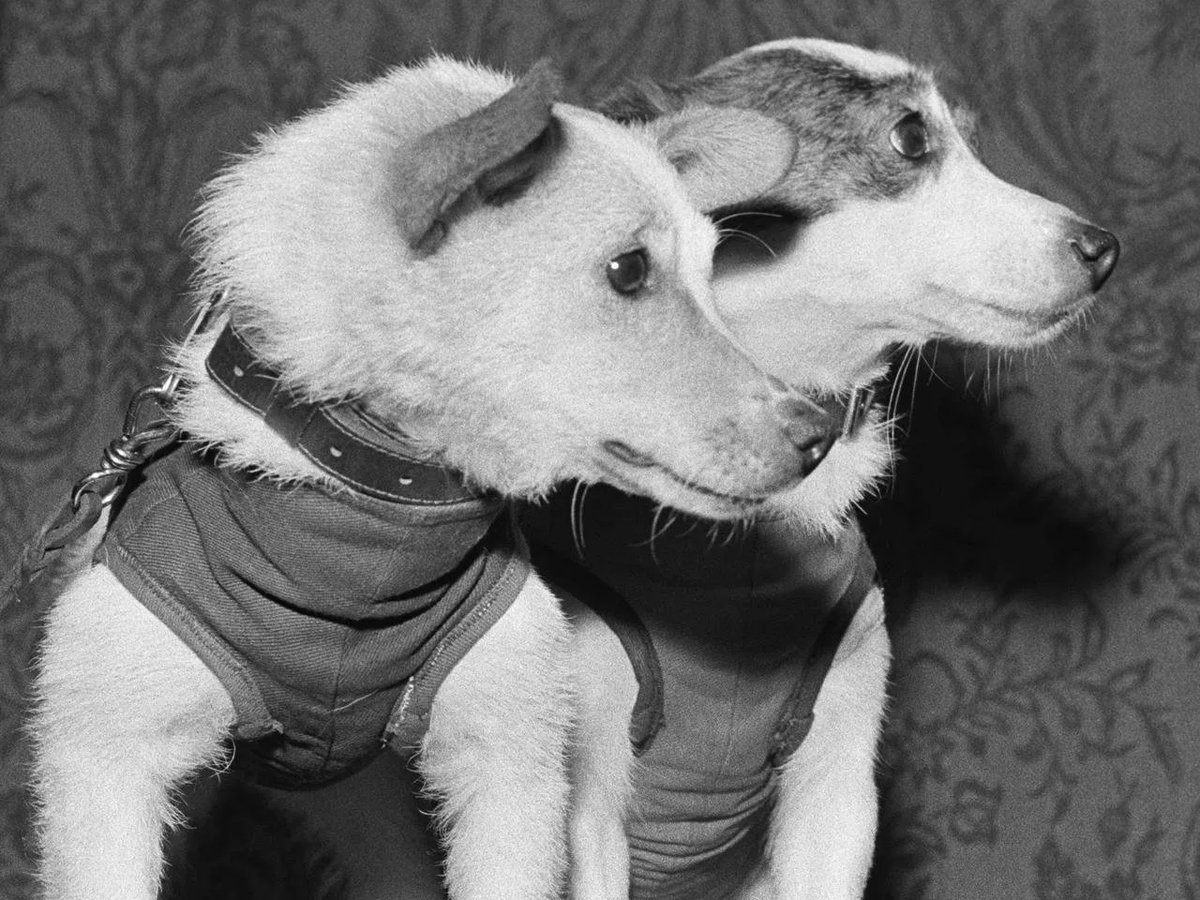 первая собака в космосе белка и стрелка. первый полёт в космос белка и стрелка. первая собака в космосе белка и стрелка. белка и стрелка полёт в космос 1958. полет собак в космос белка и стрелка.