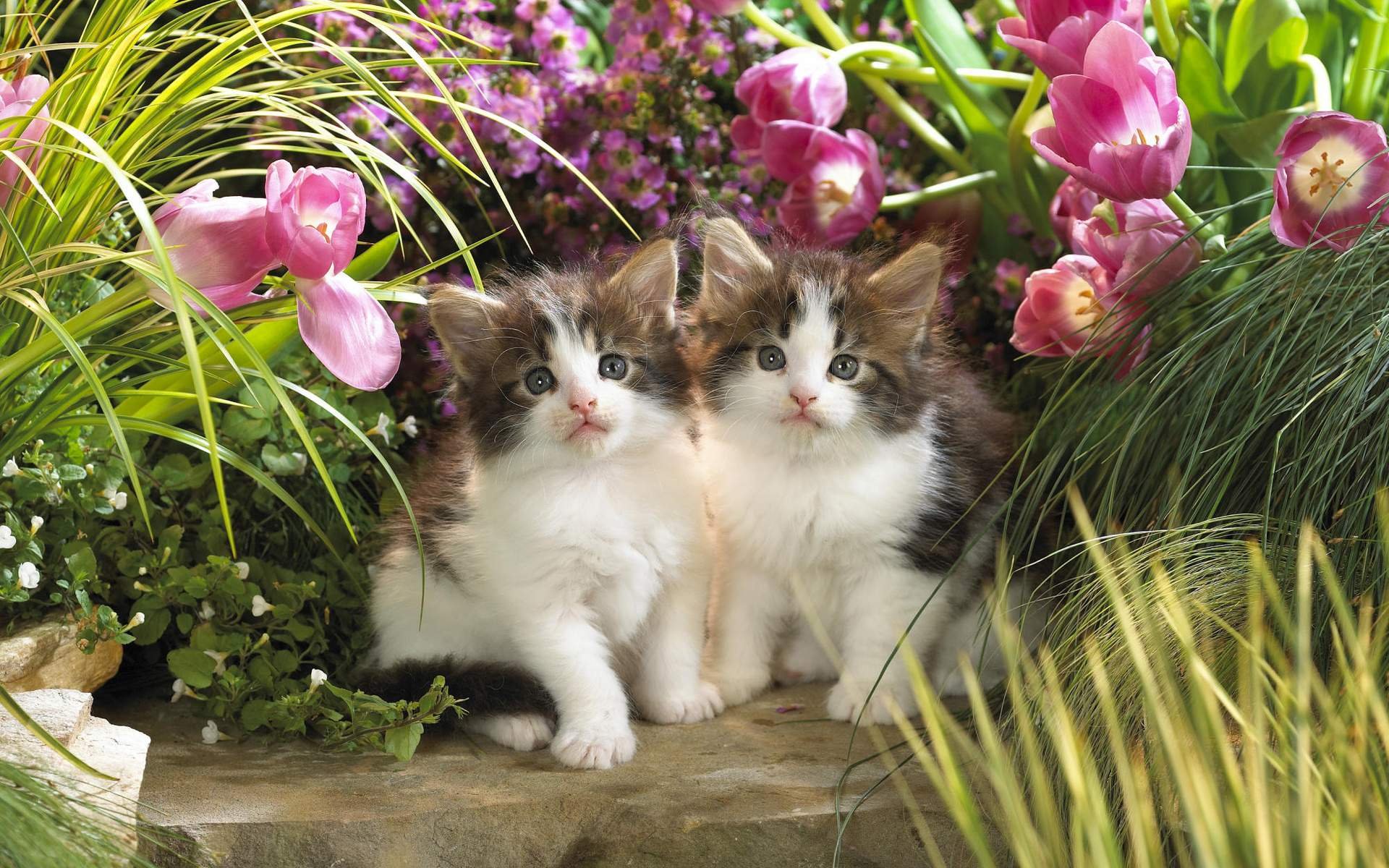 Котенок любит играть с цветами. Котенок в цветах. Красивые котята. Кошечка с цветами. Котик с цветочком.