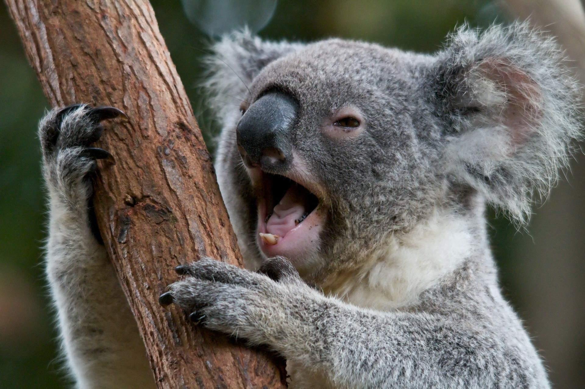 Животные которые много живут. Отряд сумчатые коала. Сумчатый мишка коала. Коала животное Австралии. Эндемики Австралии коала.