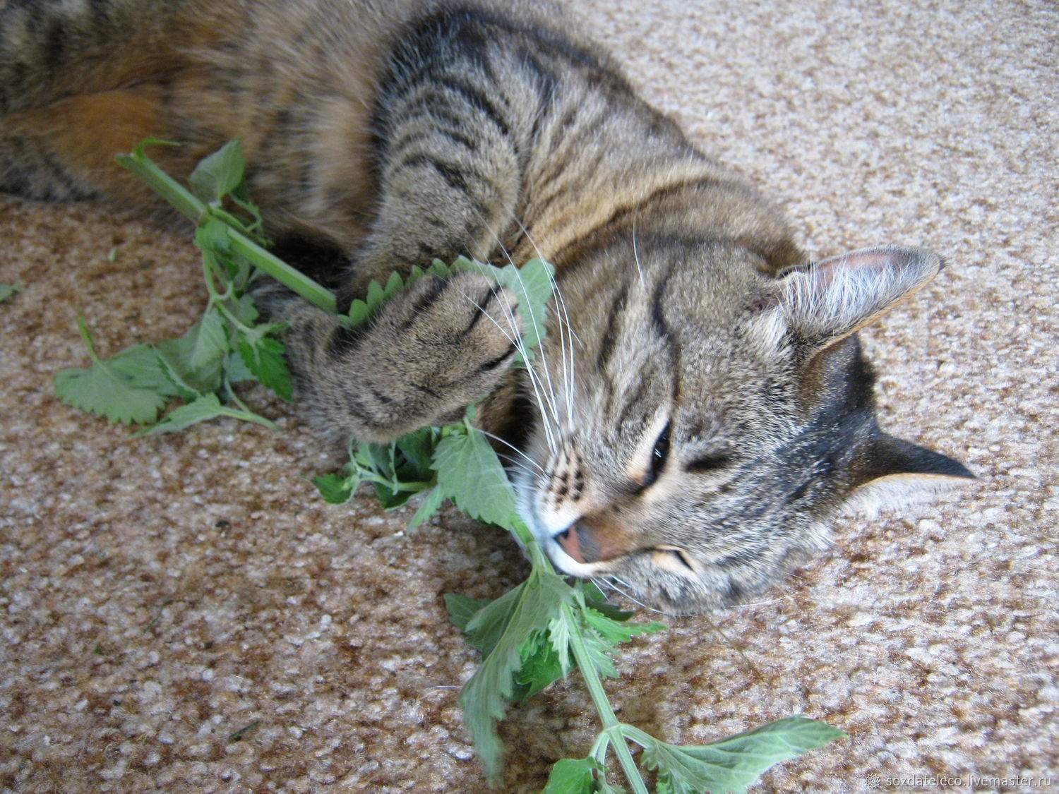 Кошачья мята (котовник) (Nepeta cataria)