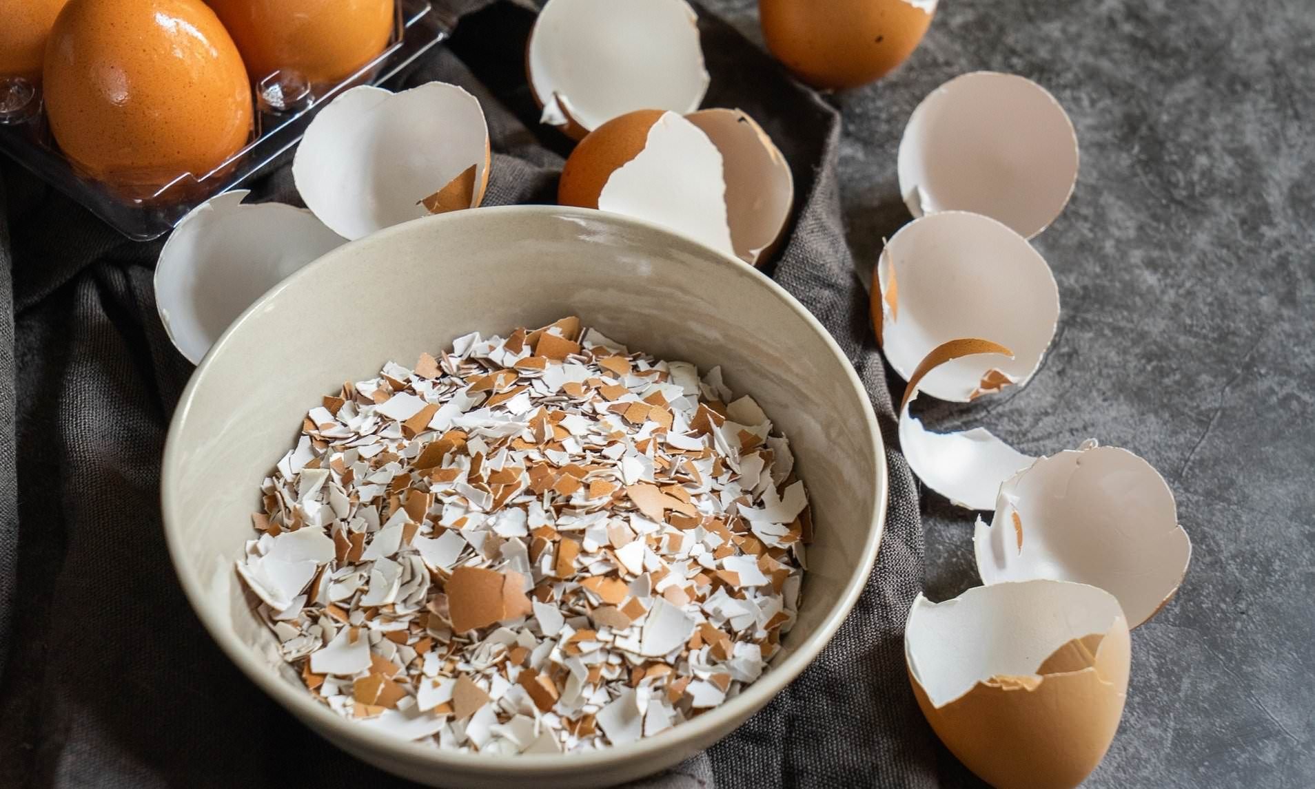 Скорлупа яиц. Скорлупа яиц. Скорлупа от яиц. В скорлупе. Скорлупа яиц.