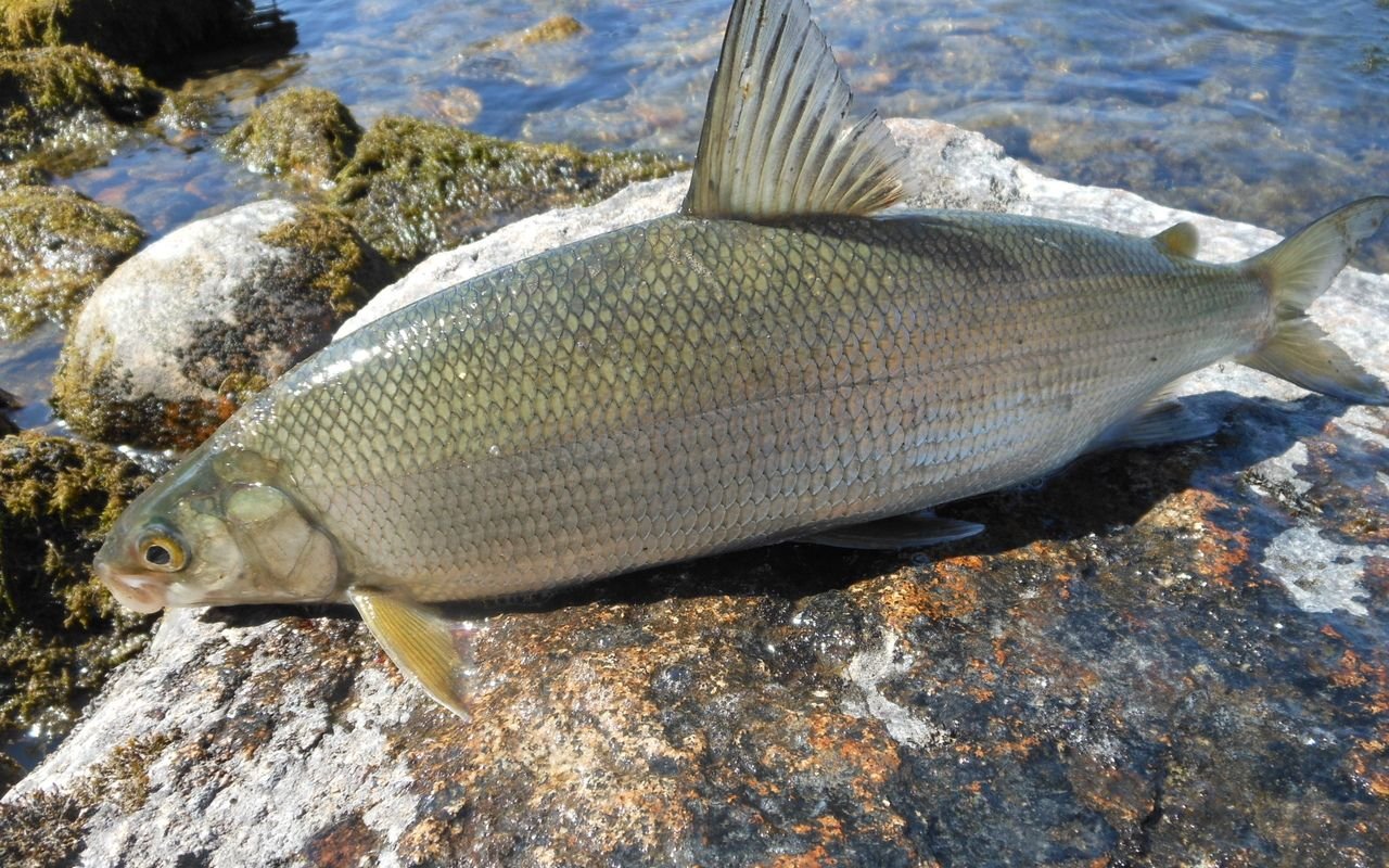 рыба ладожского озера фото