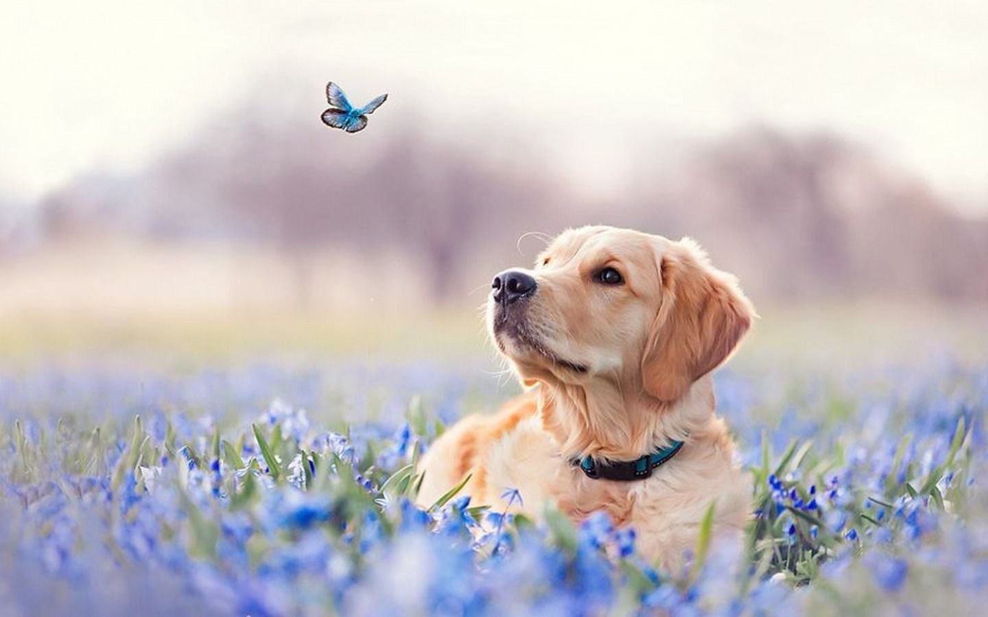 Собака Весна