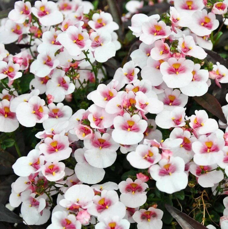 Немезия ампельная вегетативная