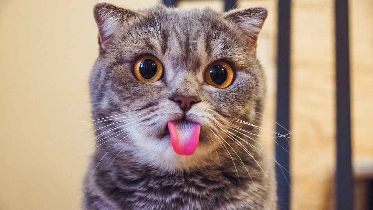 Картинки кошечка показывает язык