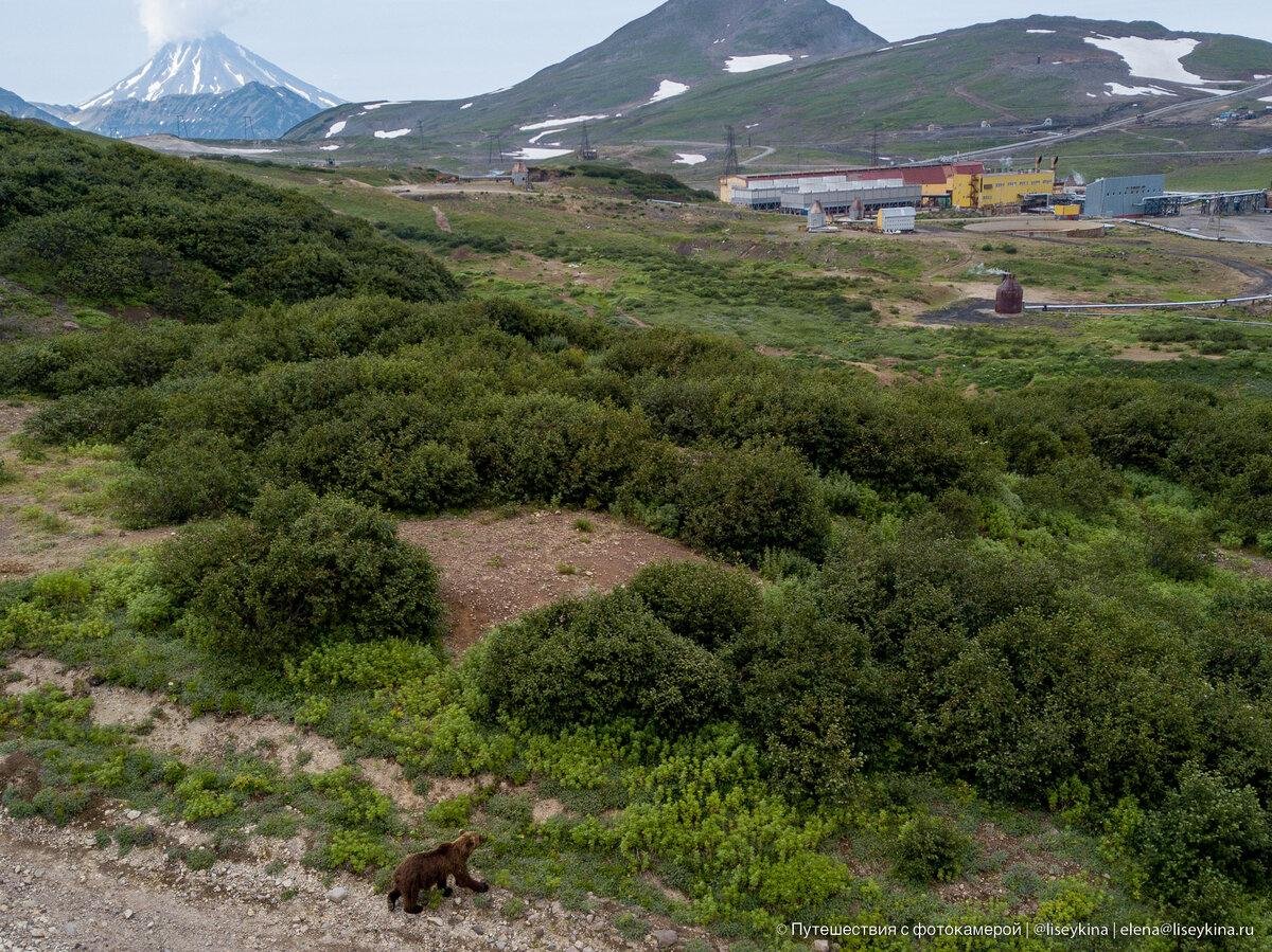 Кто живет на камчатке. Камчатка медведи. Камчатка люди. Медведь на Камчатке с камнем. Снегирев медвежата с Камчатки.