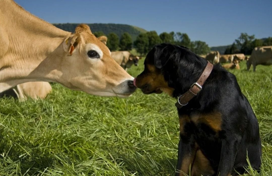 Пас животных. Корова. Сельскохозяйственные животные. Корова и собака. Дружба собаки и коровы.