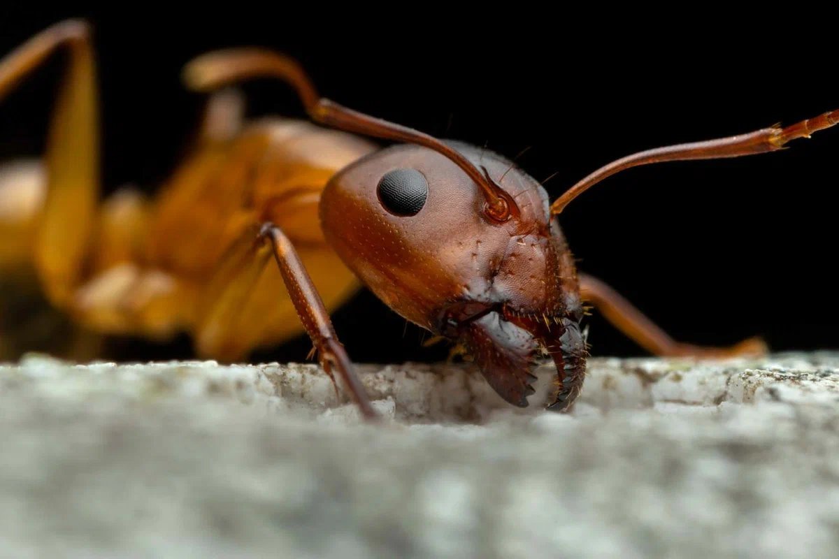 Аргентинский муравей