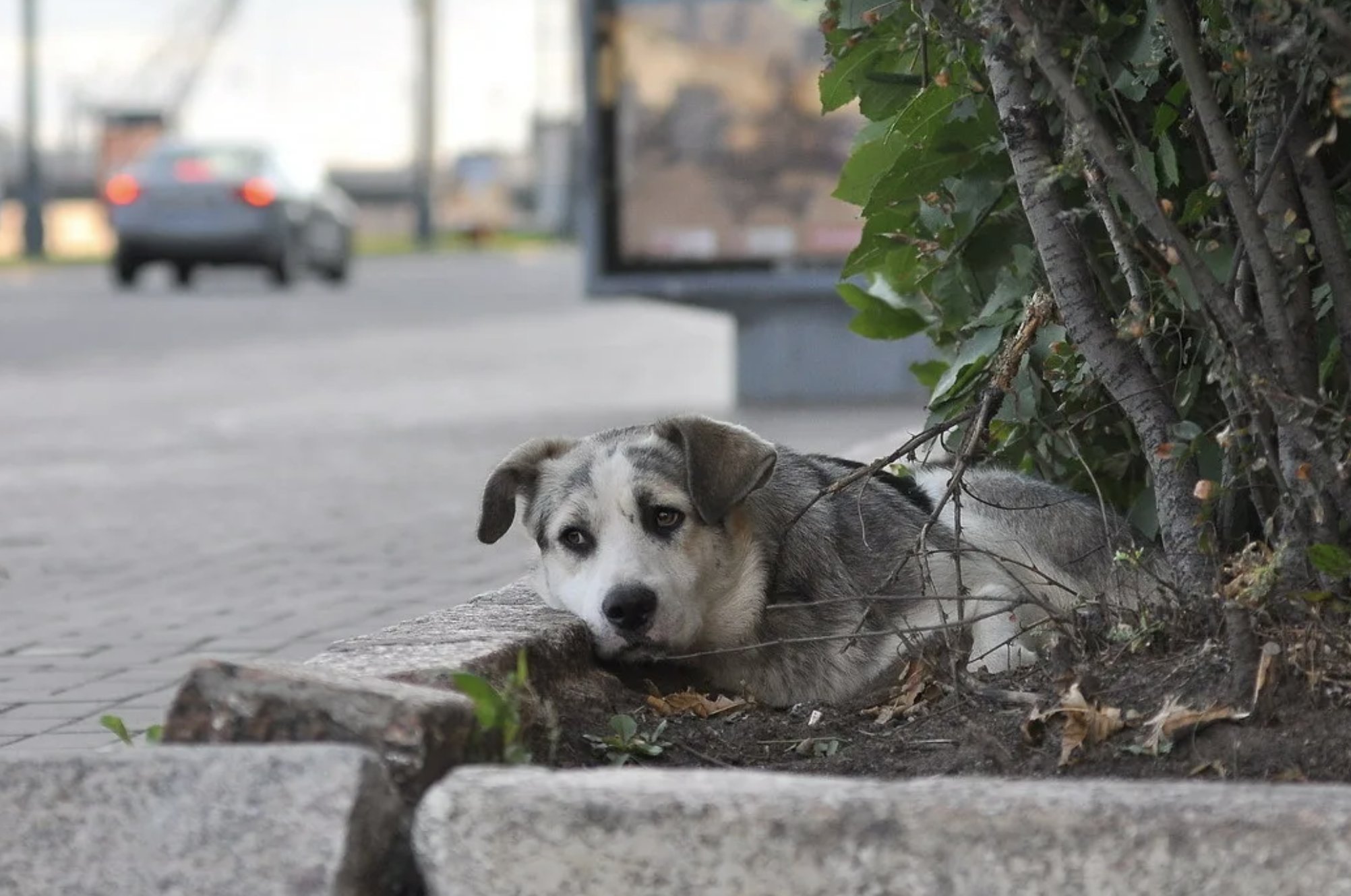 Животные 6 в городе. Бездомные собаки. Брошенный щенок. Бездомный пес. Собака на улице.