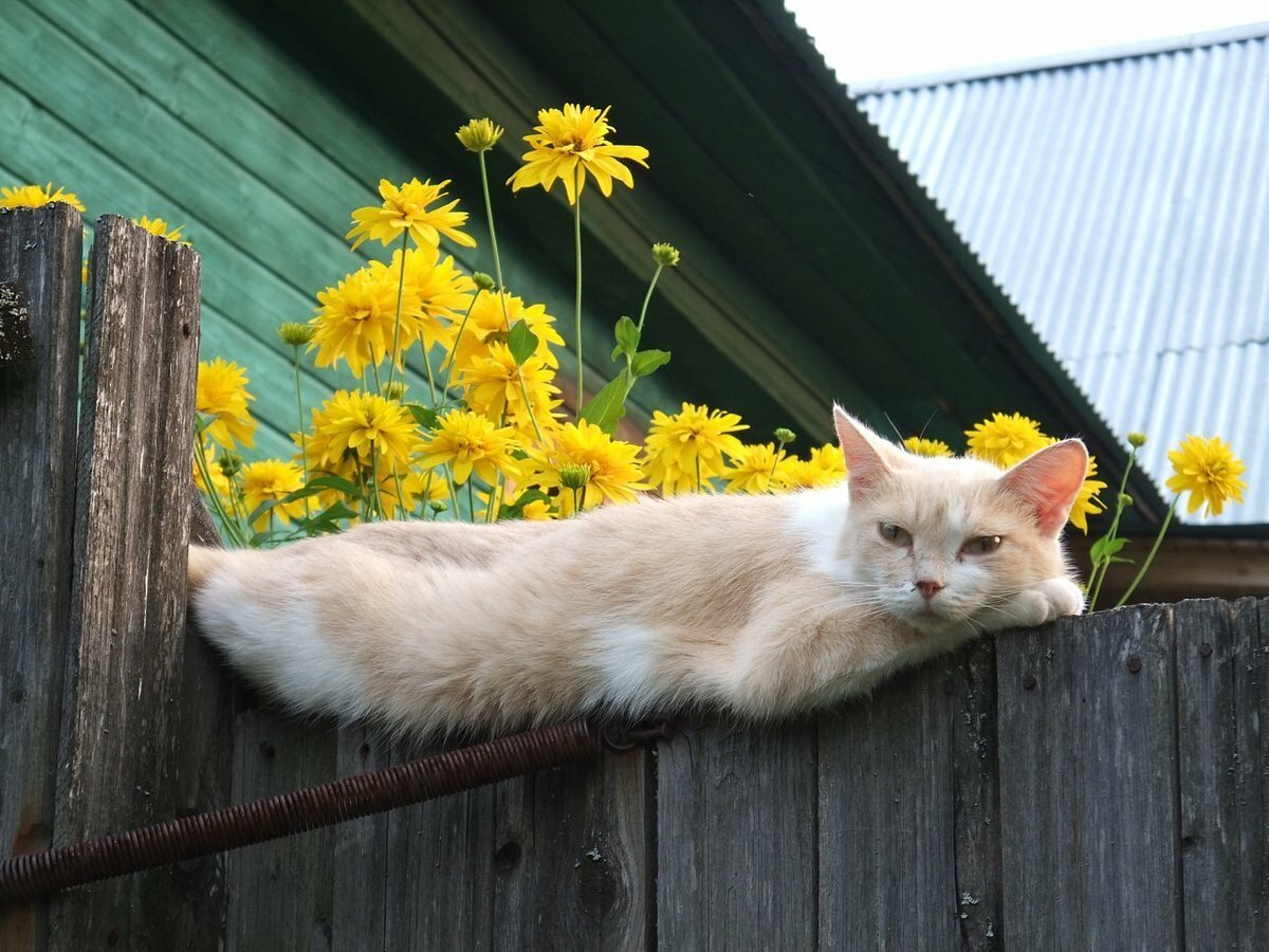 Картинки кошки на даче