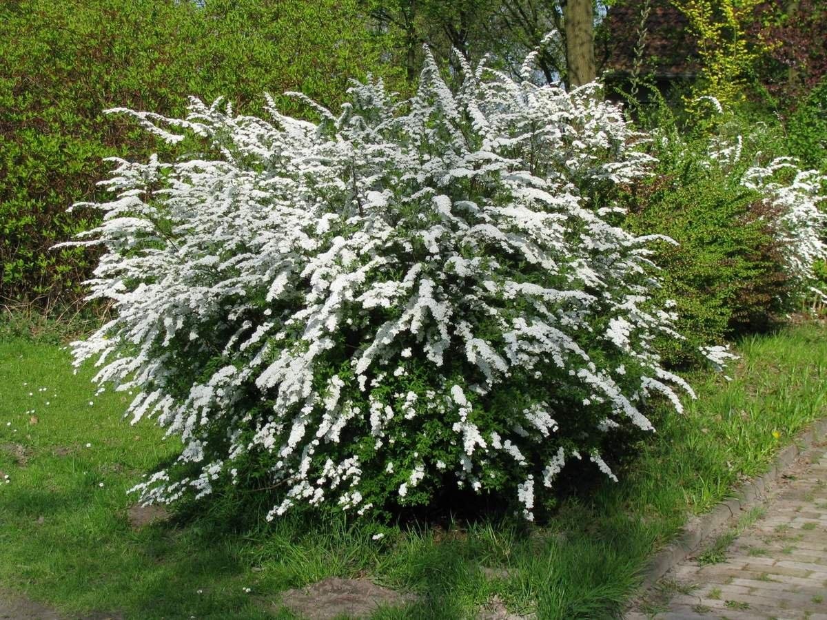 Спирея аргута Spiraea arguta