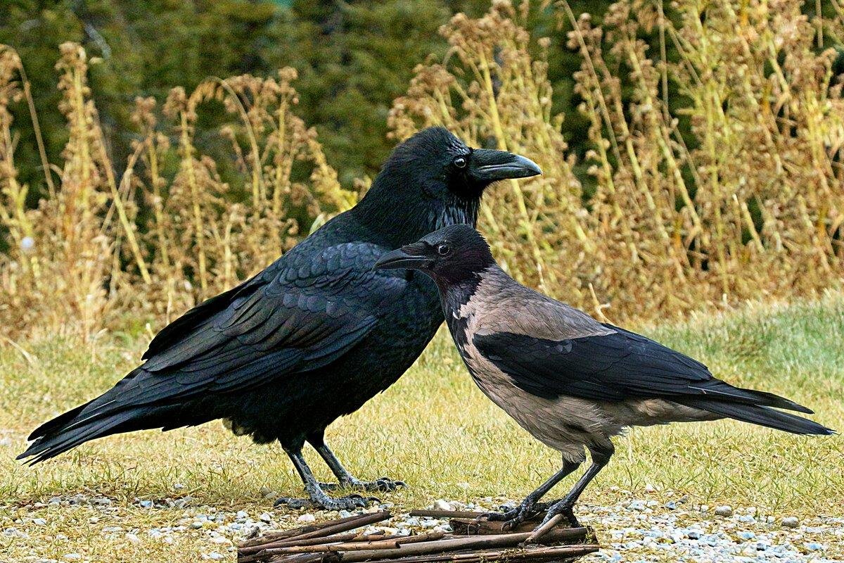 ворон и ворона отличие. ворон ворона грач отличия. черный ворон отличается от вороны. ворон ворона грач отличия. врановые птицы.