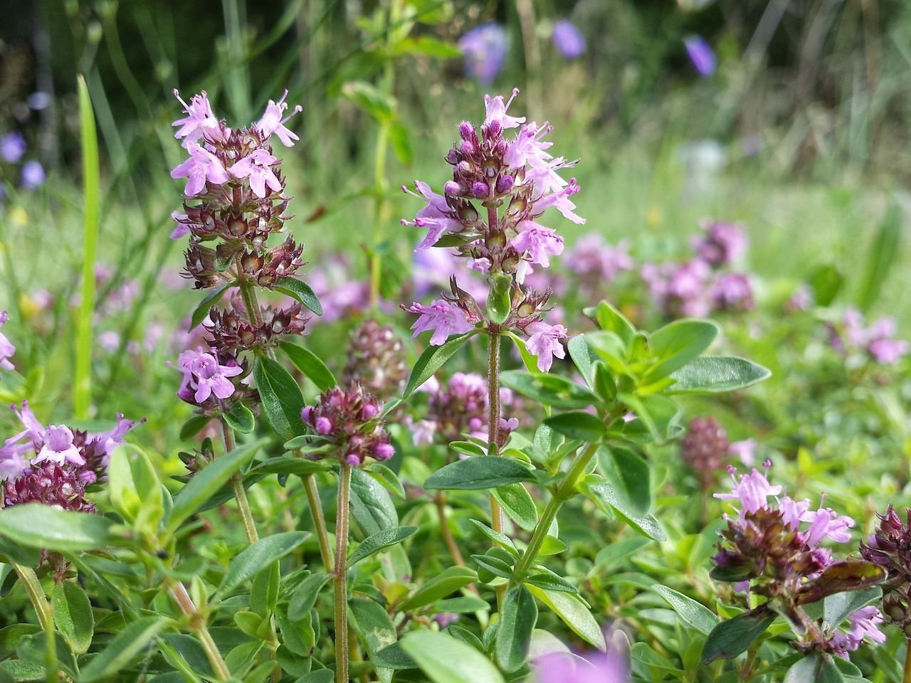 Трава чабреца. Тимьян, чабрец (Thymus). Тимьян обыкновенный Thymus vulgaris. Тимьян (чабрец) обыкновенный (Thymus vulgaris). Чабрец Луговой.