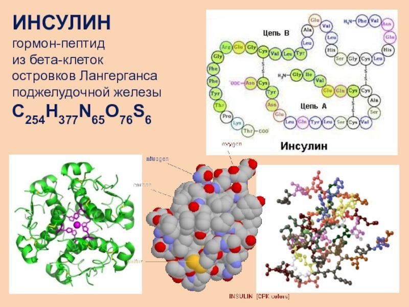 Инсулин презентация по биологии