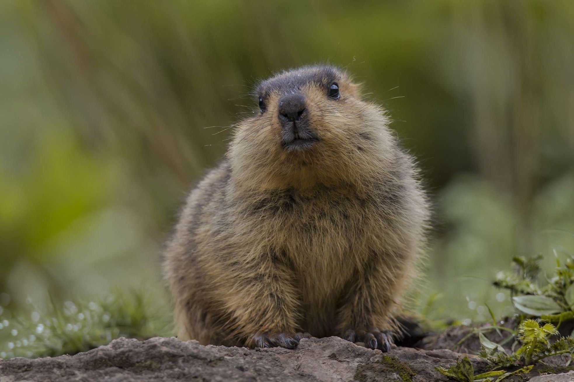 Сурок это. Сурок Степной, Байбак (Marmota Bobak). Альпийский сурок (Байбак). Суслик Байбак. Сурок суслик Байбак это.