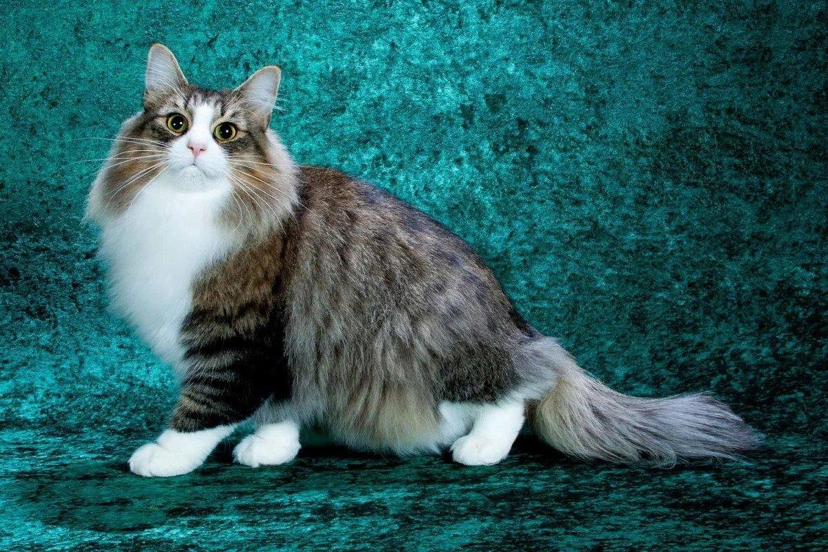 Породы пушистых кошек с фотографиями и названиями