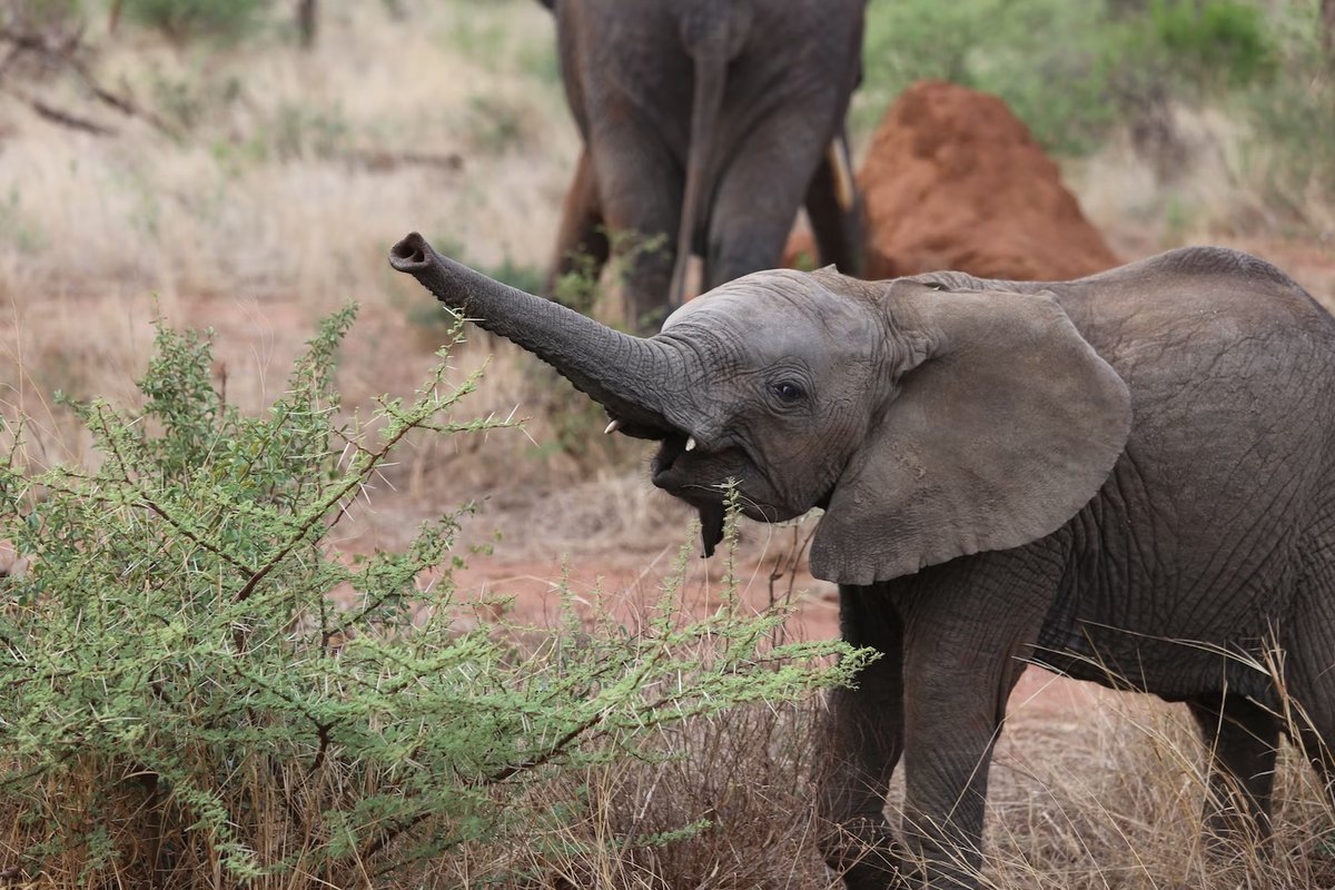 Baby Elephant