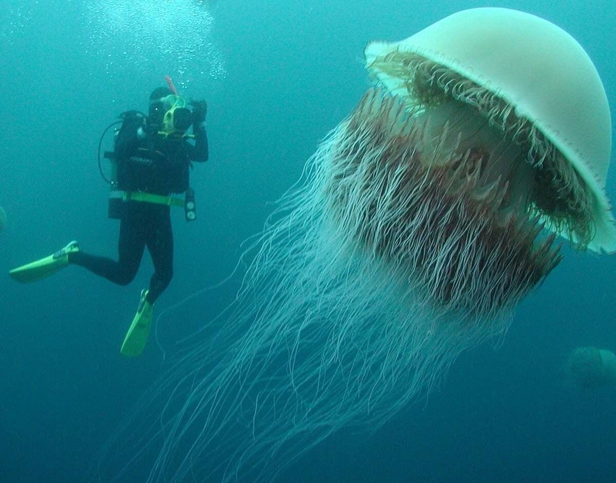 Опасное море. Подводное чудовище серое. Японские медузы. Фото самой ядовитой медузы.