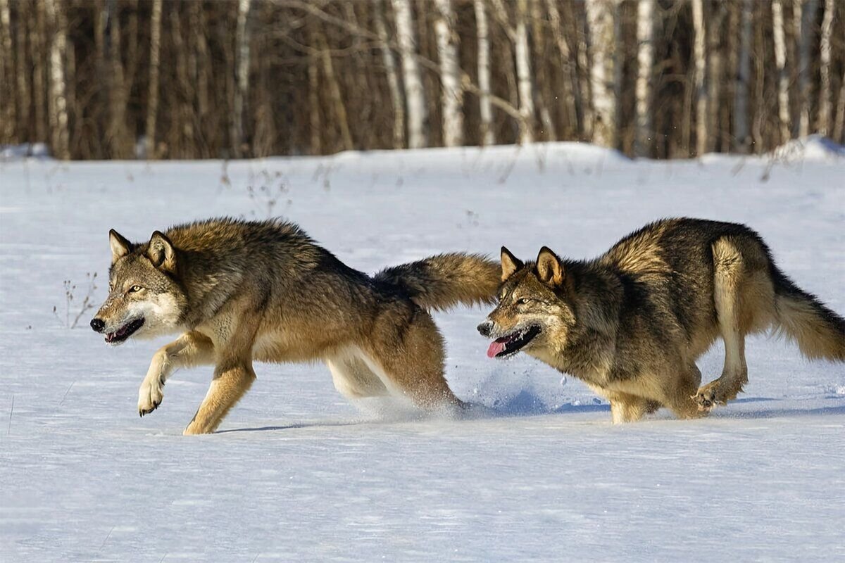 Wolf hunters. Бегущая с волками.