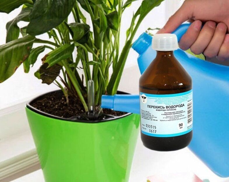Какие цветы поливают перекисью водорода. Полив перекисью водорода для растений. Перекись водорода для полива комнатных цветов. Перекись для цветов комнатных. Перекись водорода для полива цветов.