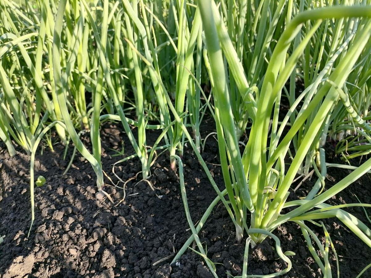 лук батун рассада. лук чернушка выращивание. лук чернушка семена. лук чернушка фото. чернушка посевная лук.