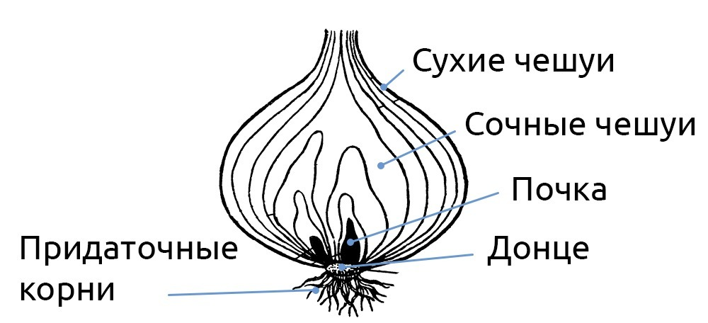 Подписал корень. Зарисовать внешнее строение луковицы.