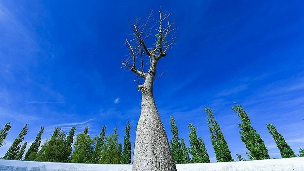Дерево в парке галицкого