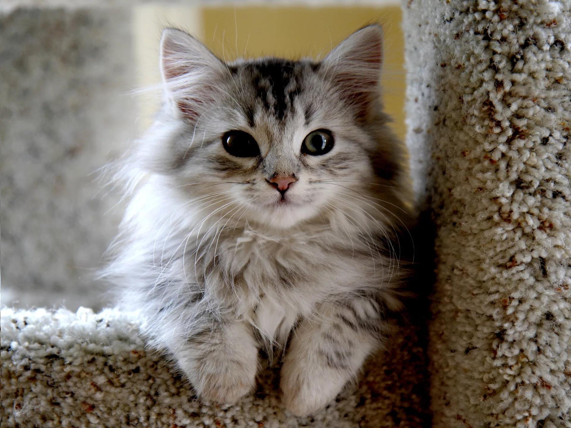 Очаровательная киска. Сибирская кошка агути. Красивые котята. Пушистый котик. Пушистые котята.
