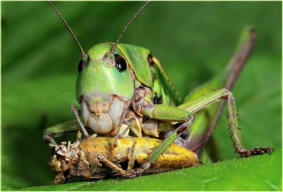австралийский палочник. едят ли кузнечиков. еда из сверчков. кузнечик палочник. трупоядная саранча.