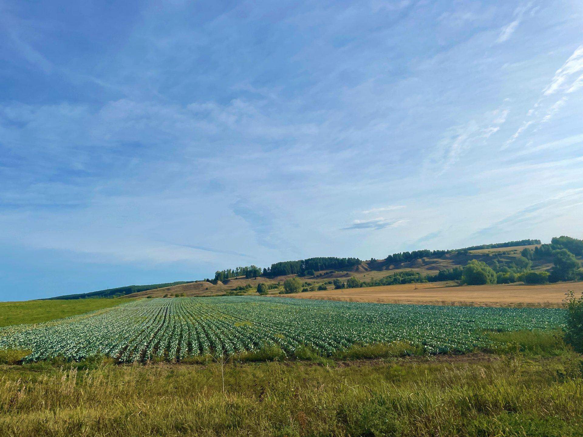 Поля а5. Бескрайние поля помогаю понять. Поле пшеницы и трактор. В поле. «пшеничное поле — противостояние» (нью-йорк, сша).