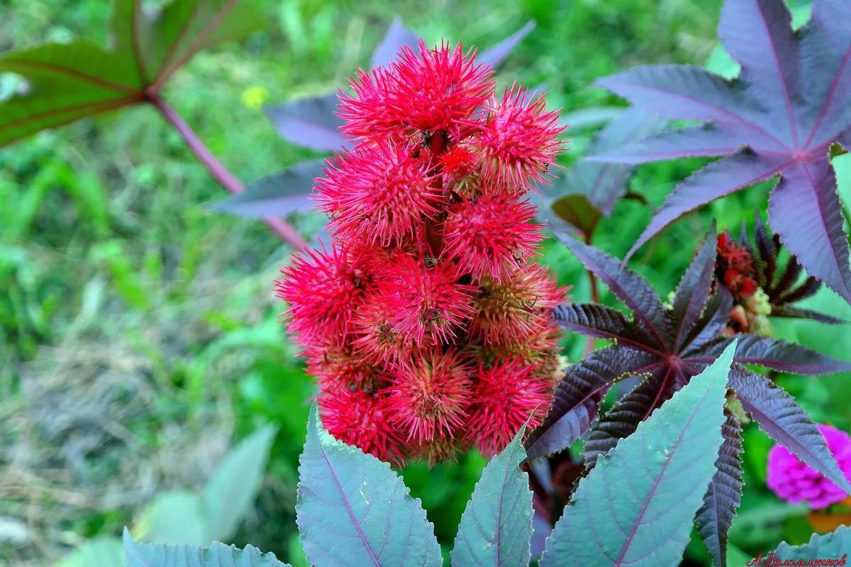 Где есть красный. Клещевина обыкновенная. Клещевина Ricinus communis. Клещевина обыкновенная (Ricinus communis). Клещевина касторка.