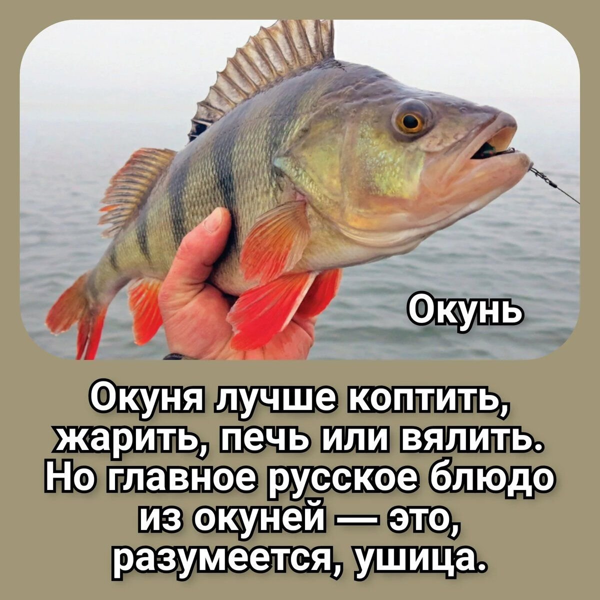 окунь в реке